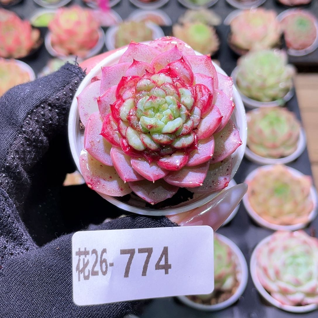 花利美26-774天鹅绒