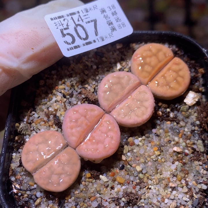 精品生石花214.507