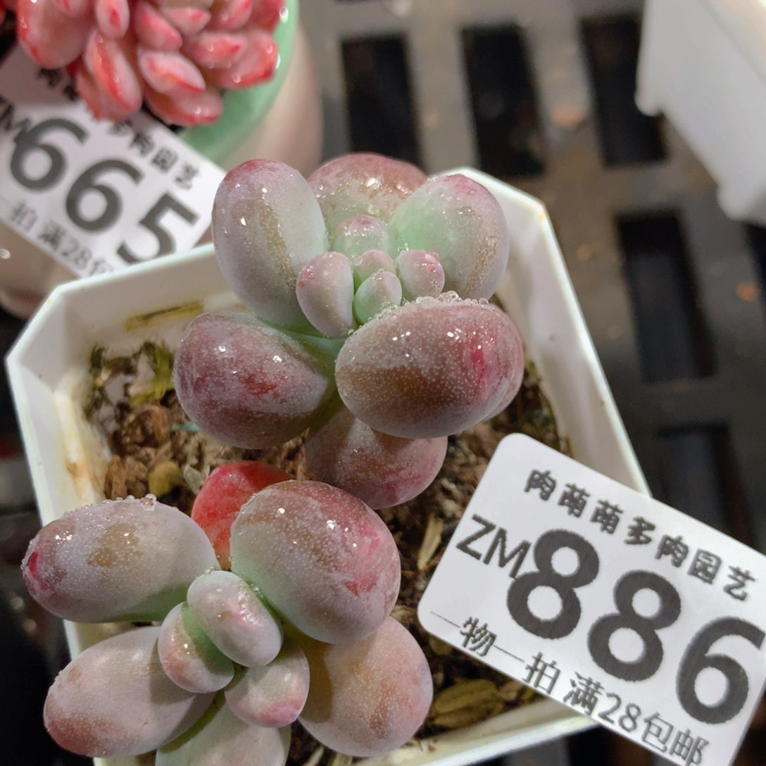 5CM拇指盆精控多肉ZM886