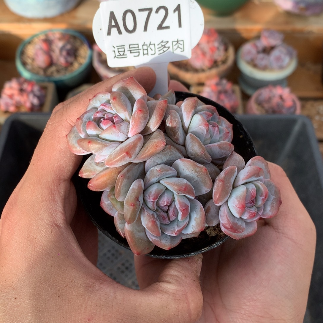 A0721 突尼斯模特同款 有砍 9cm