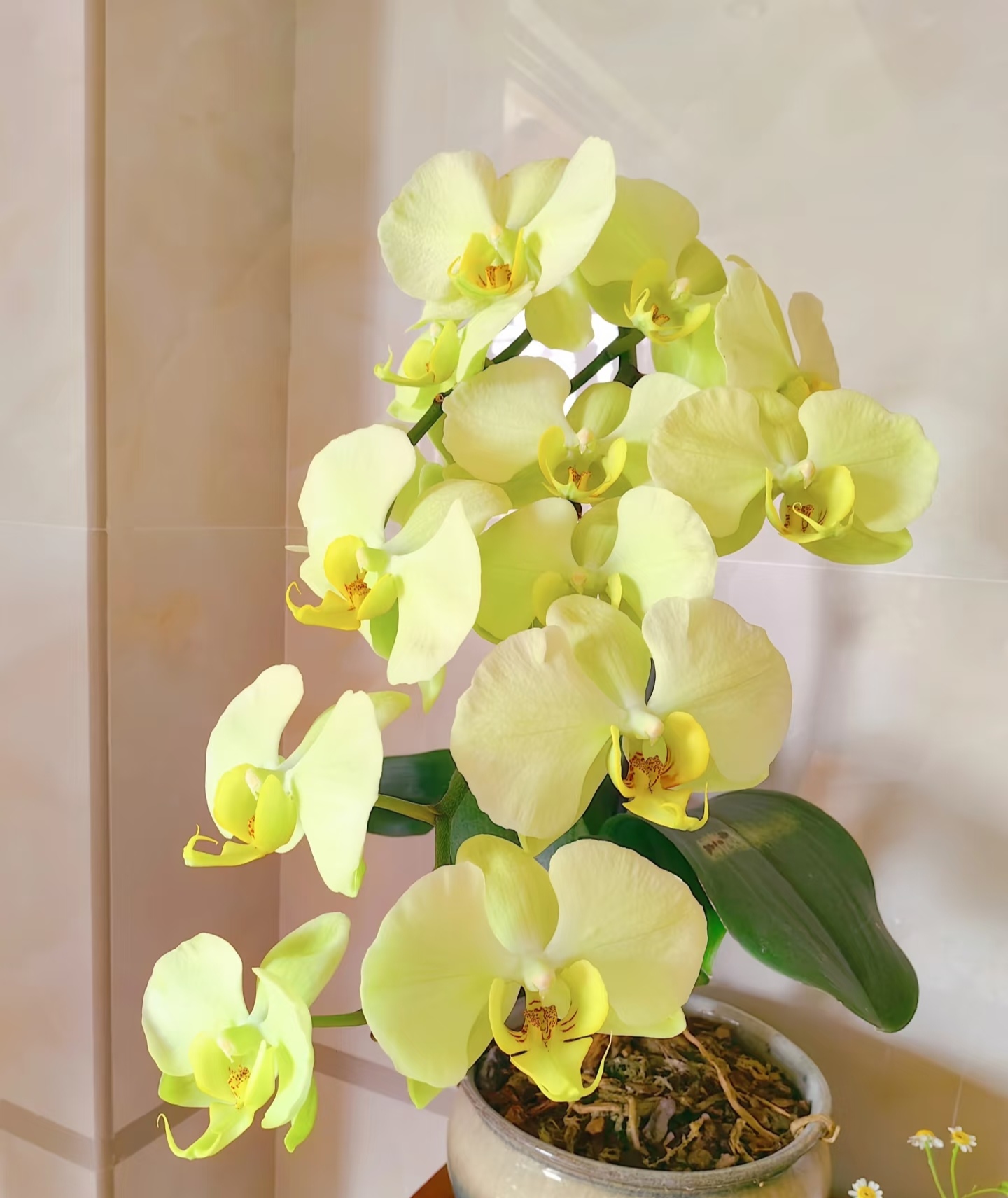 蝴蝶兰（九五至尊）2.8寸杯带花剑，花剑刚冒出来，叶子微瑕疵