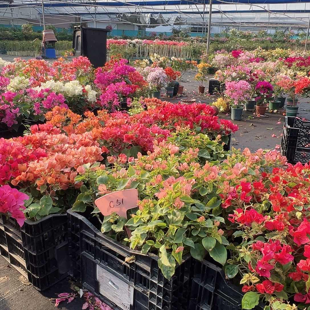 大部分花苞少量开放C51随机一颗三角梅