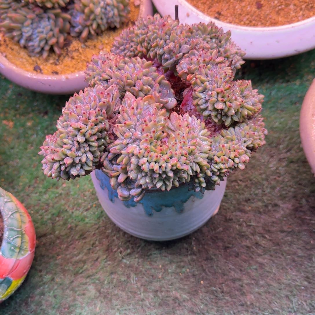 星影缀化无砍树多肉