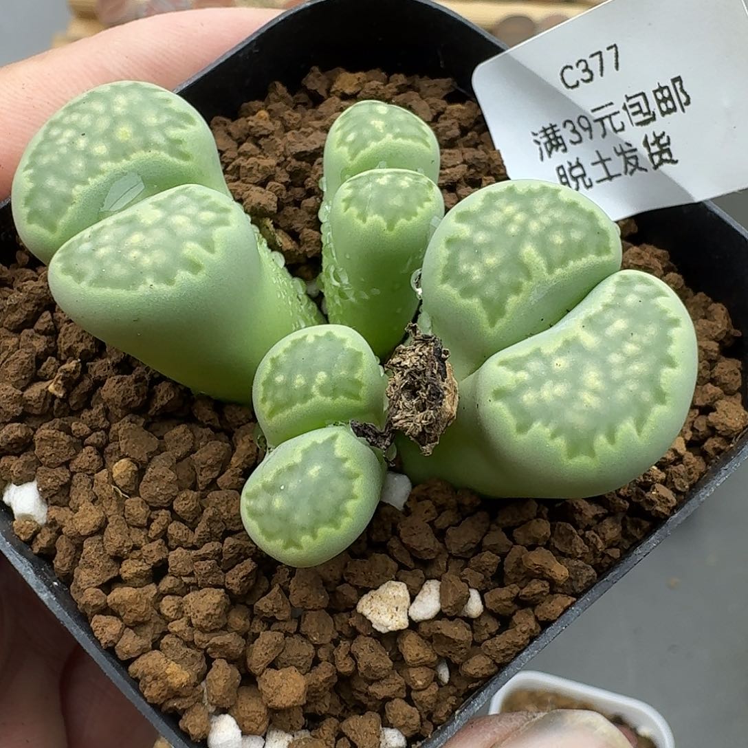 377号5000赞的福利款无单勿拍