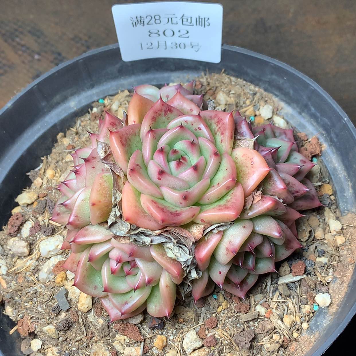 【闪购商品】云802号