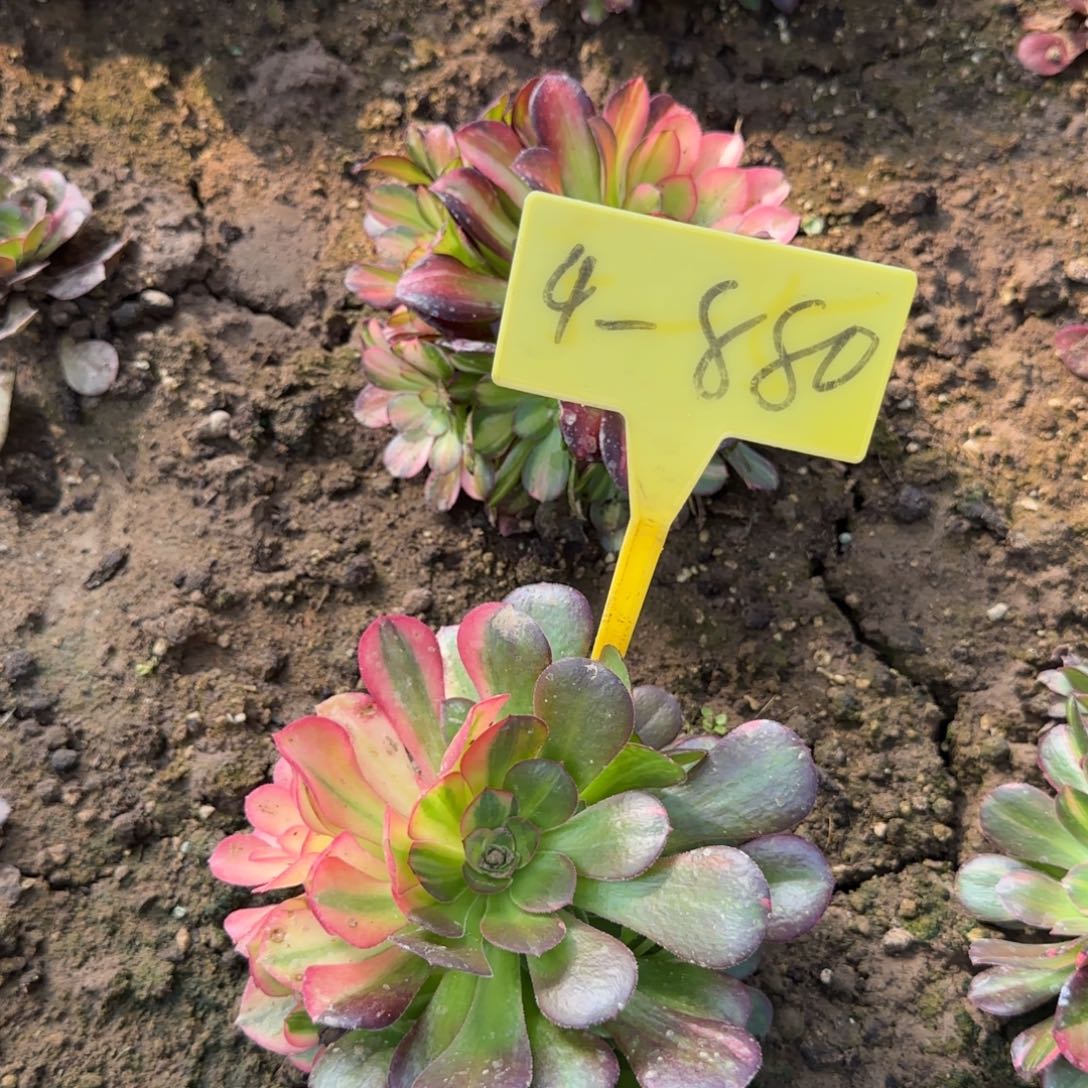 4-880--+多头多肉植物