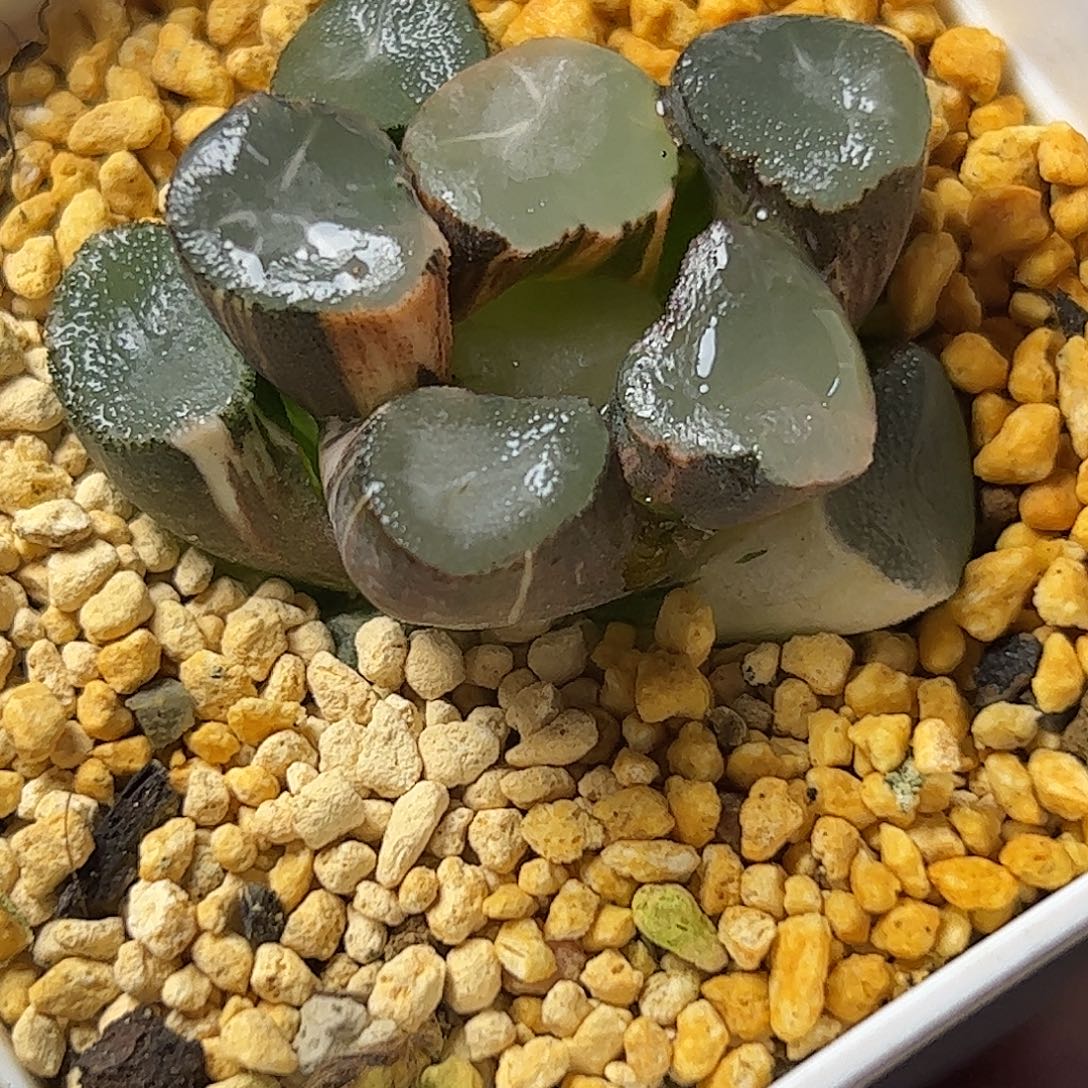 山之翠锦十二卷十二卷