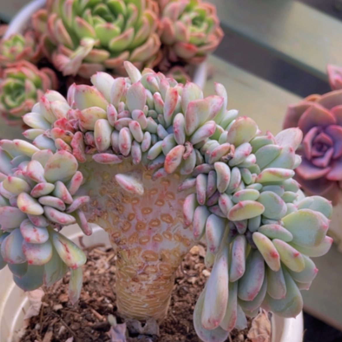 【闪购商品】玛瑙缀1315