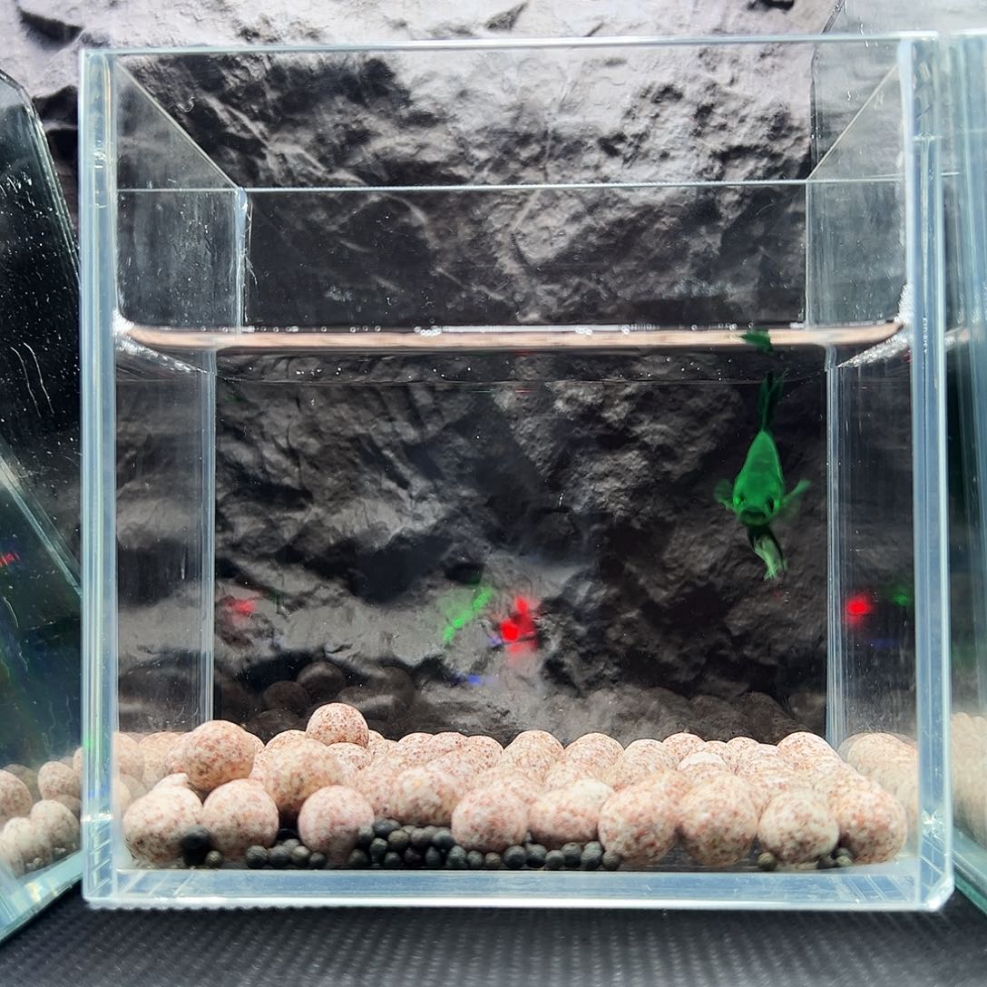 斗鱼精品精品精品精品精品