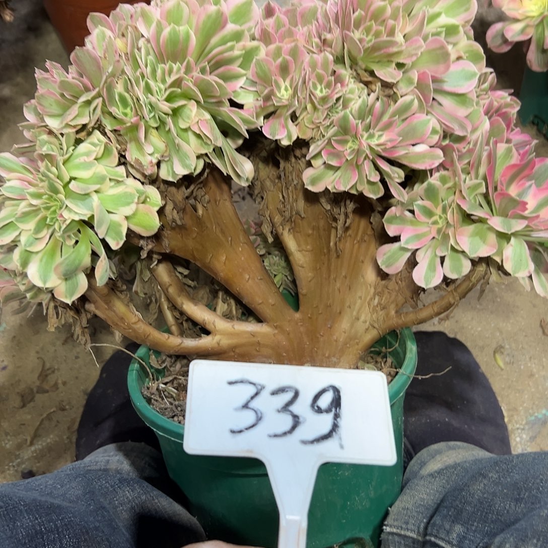 多肉植物粉女巫缀花339