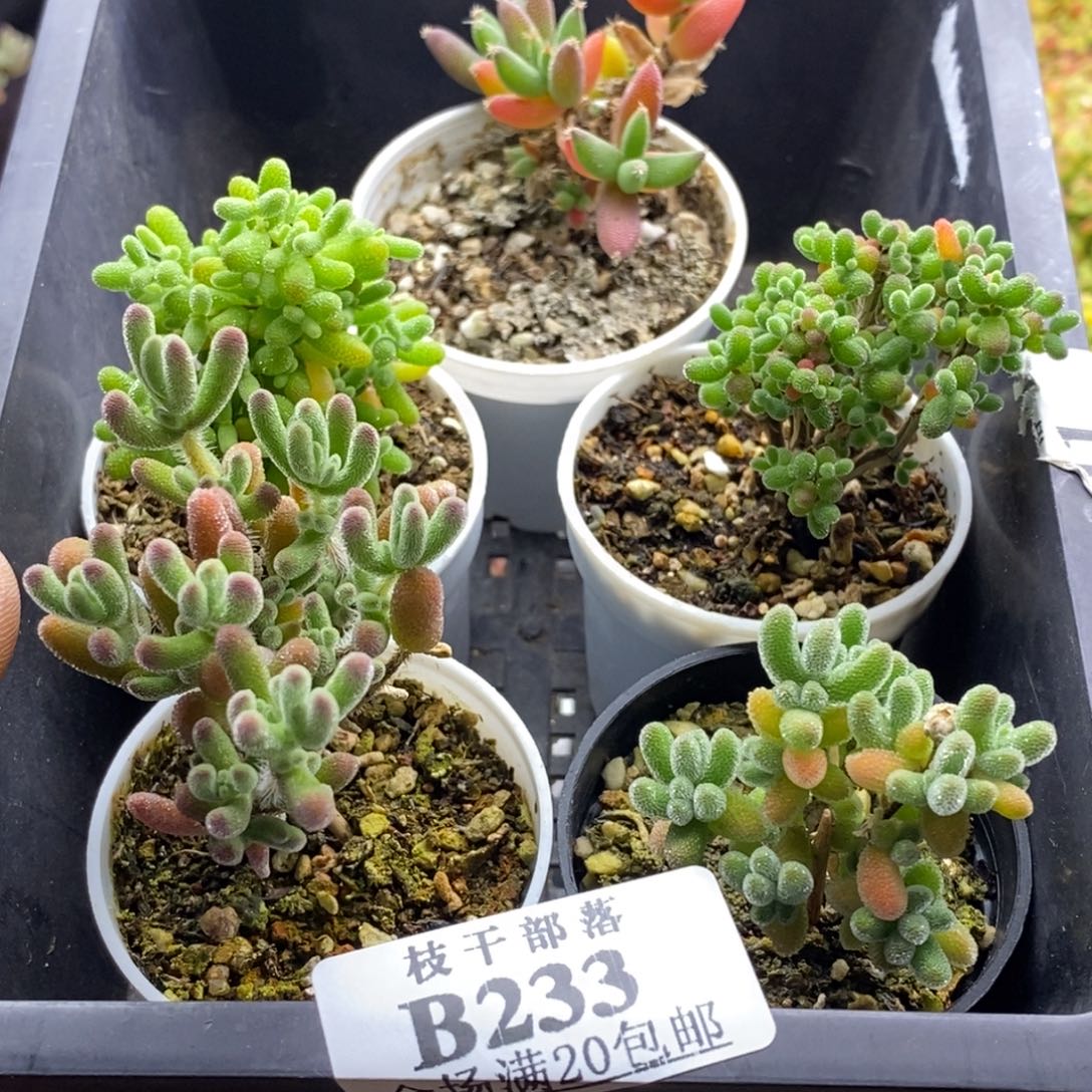 新手福利套餐233。       