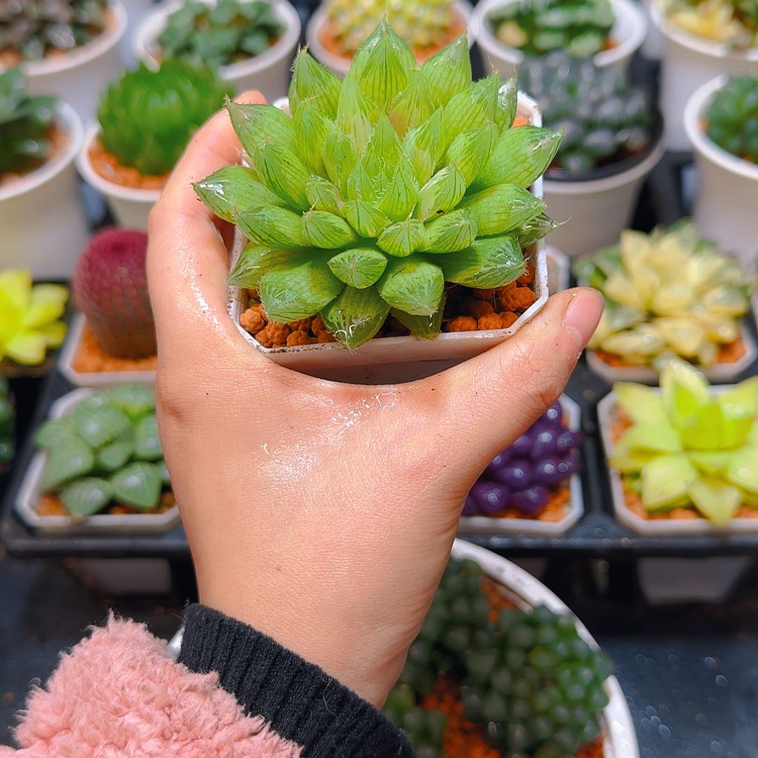 大号水晶掌玉露，原盆