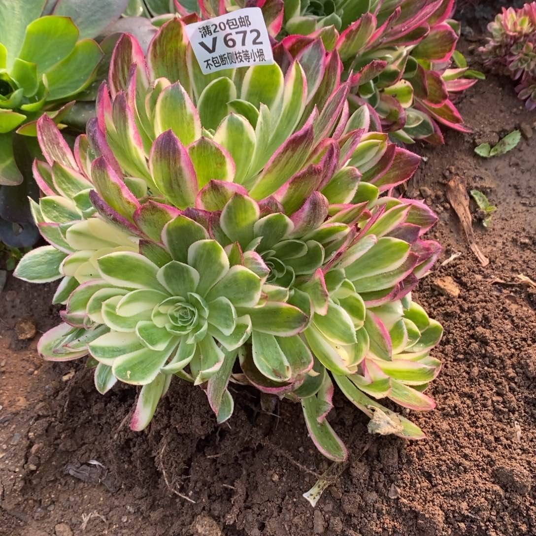 672海王多肉法师锦