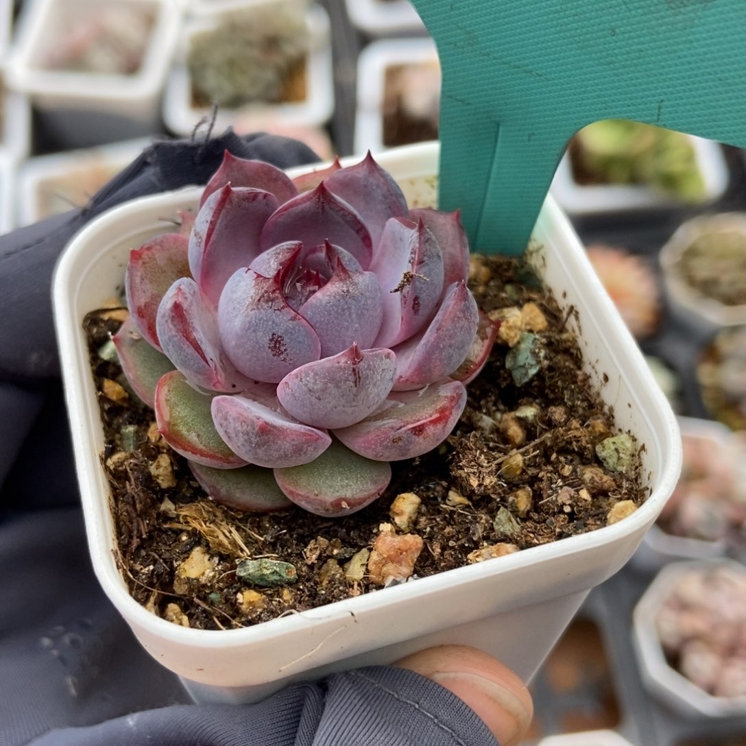 1533蓝莓多肉植物保护