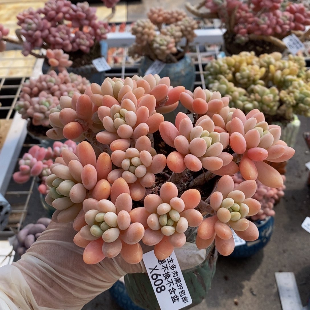 鱼子酱608/12cm的肉福利