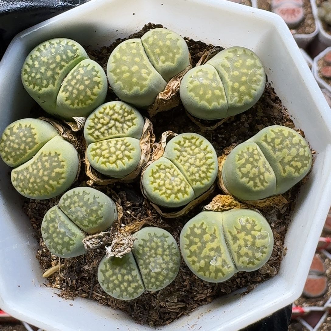 生石花11111。  210