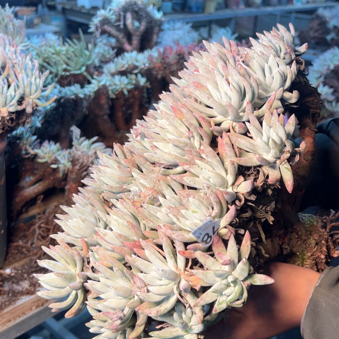 用****17845哈哈哈哈哈哈哈