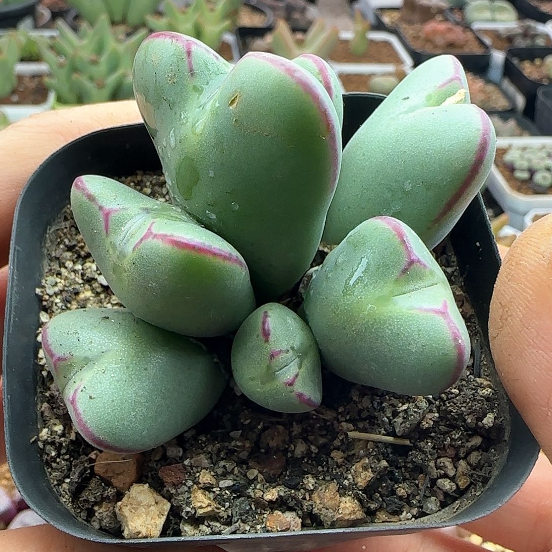 28包邮脱土发货29171