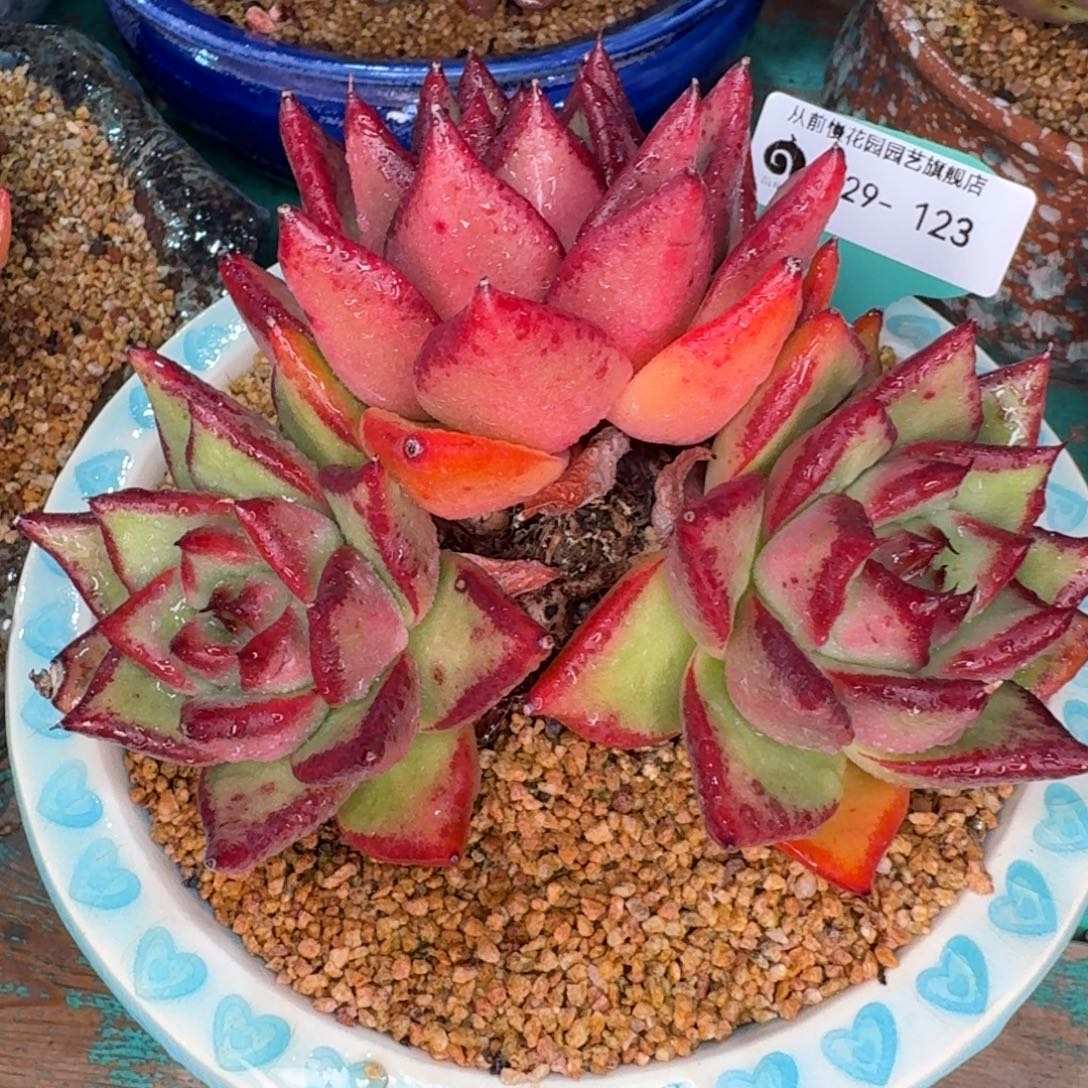 从前慢多肉精选编号1229.123