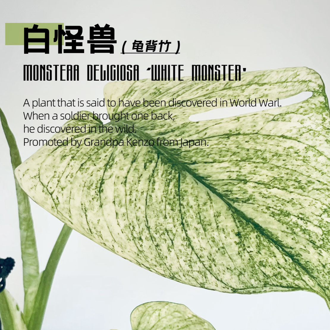【达人推荐】白怪兽龟背竹Monstera 室内阳台锦化植物花叶盆栽稀