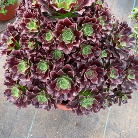 绞*机多肉植物欧若拉锦。