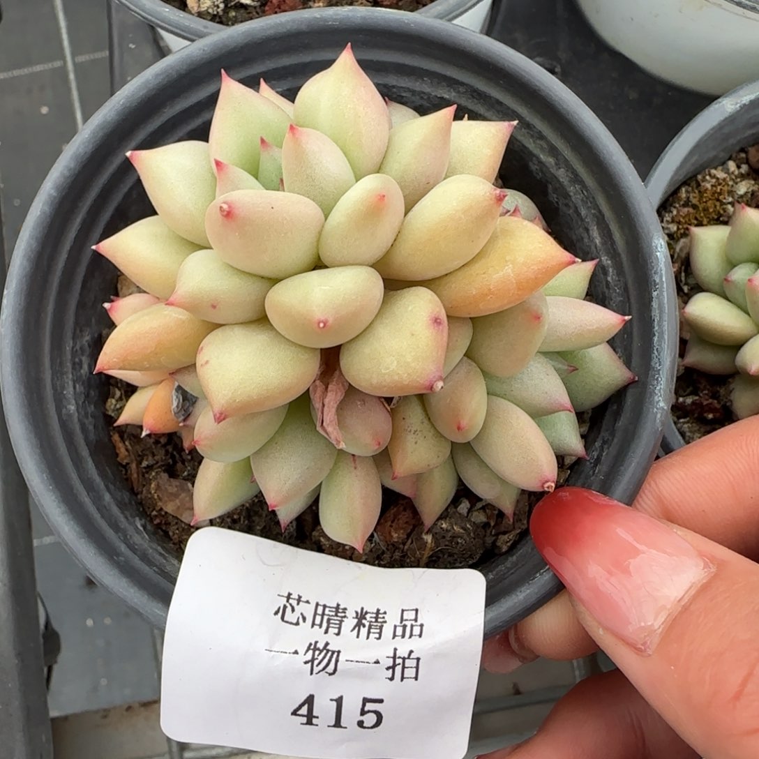 闪购精品多肉415号