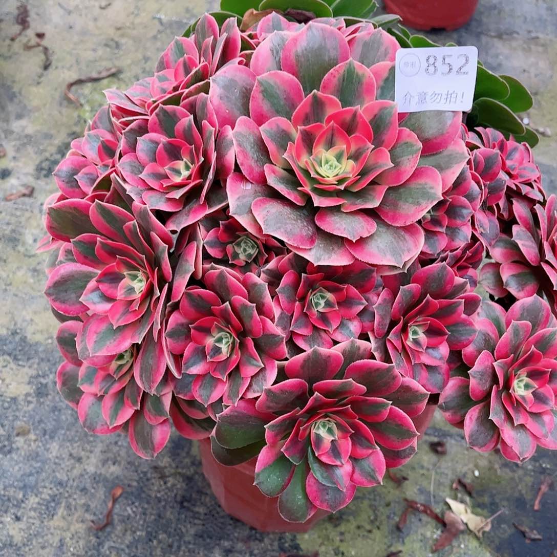 无花朵丹*多肉植物粉水晶852