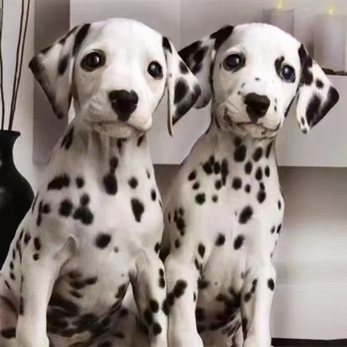 斑点狗幼犬花色短毛狗斑点大麦町大丹犬斑点狗幼犬忠诚护主宠物狗