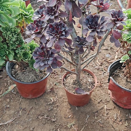 晚霞加急发货法师14