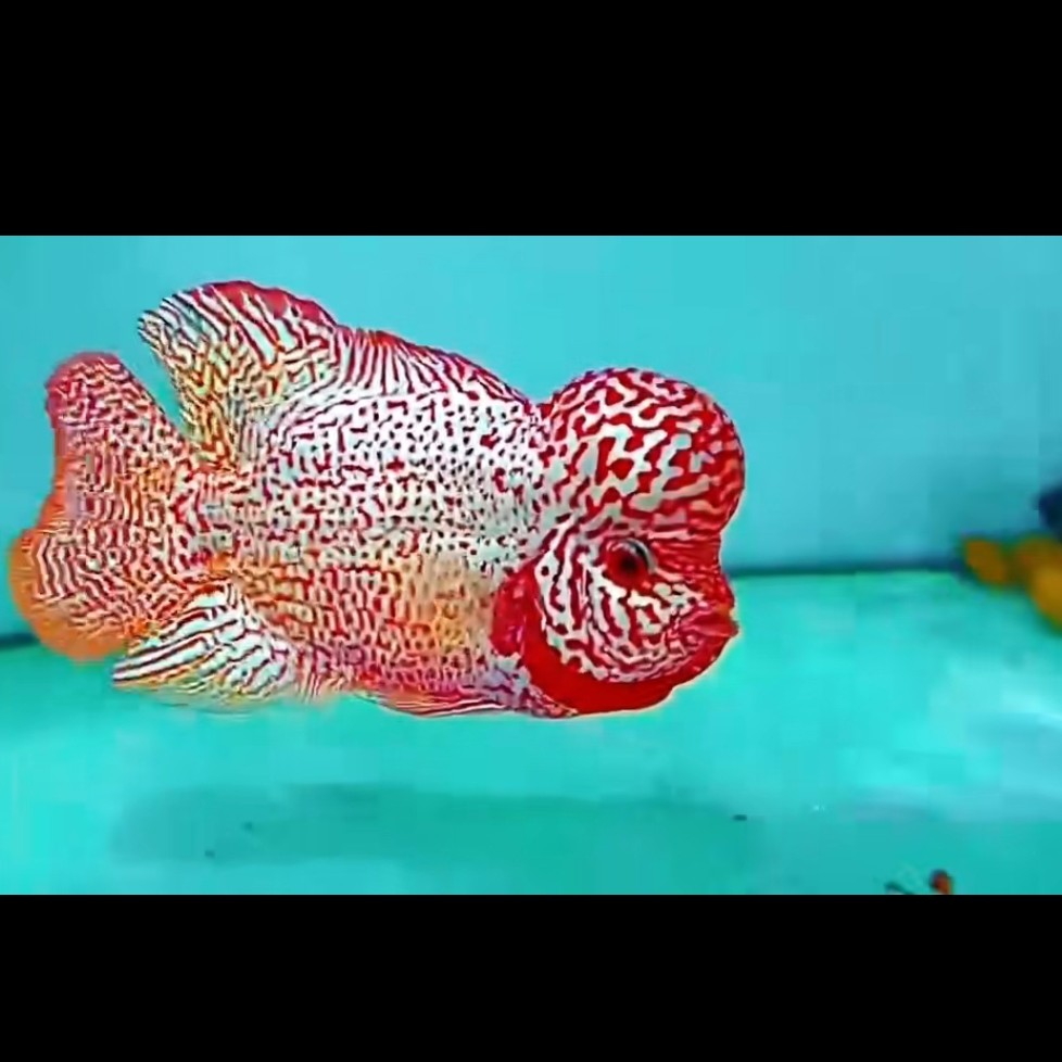 罗汉鱼金花 直播间选鱼链接