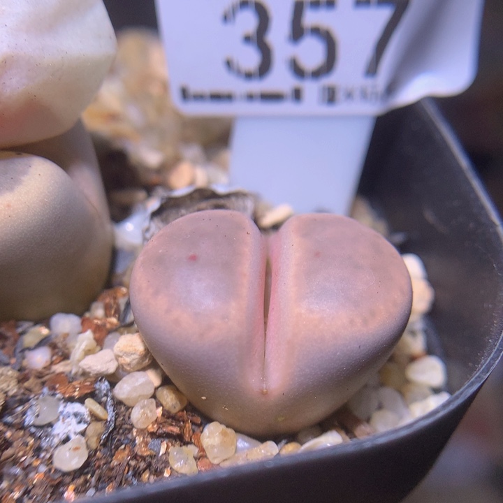 S精品生石花.357