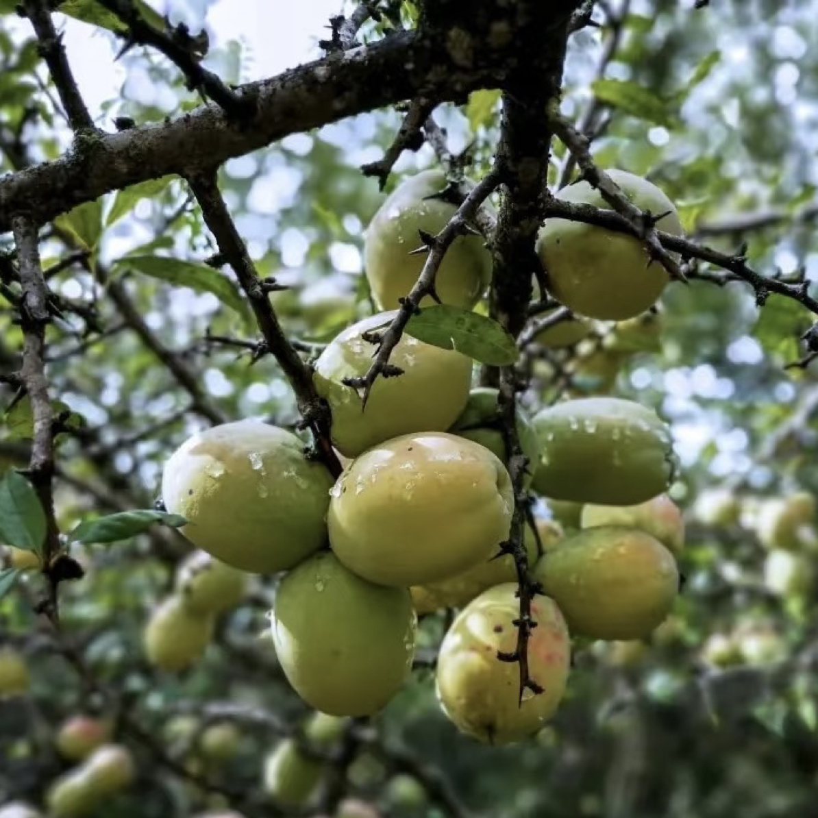 云南德宏老品种酸木瓜 炖鸡煲汤生吃泡酒