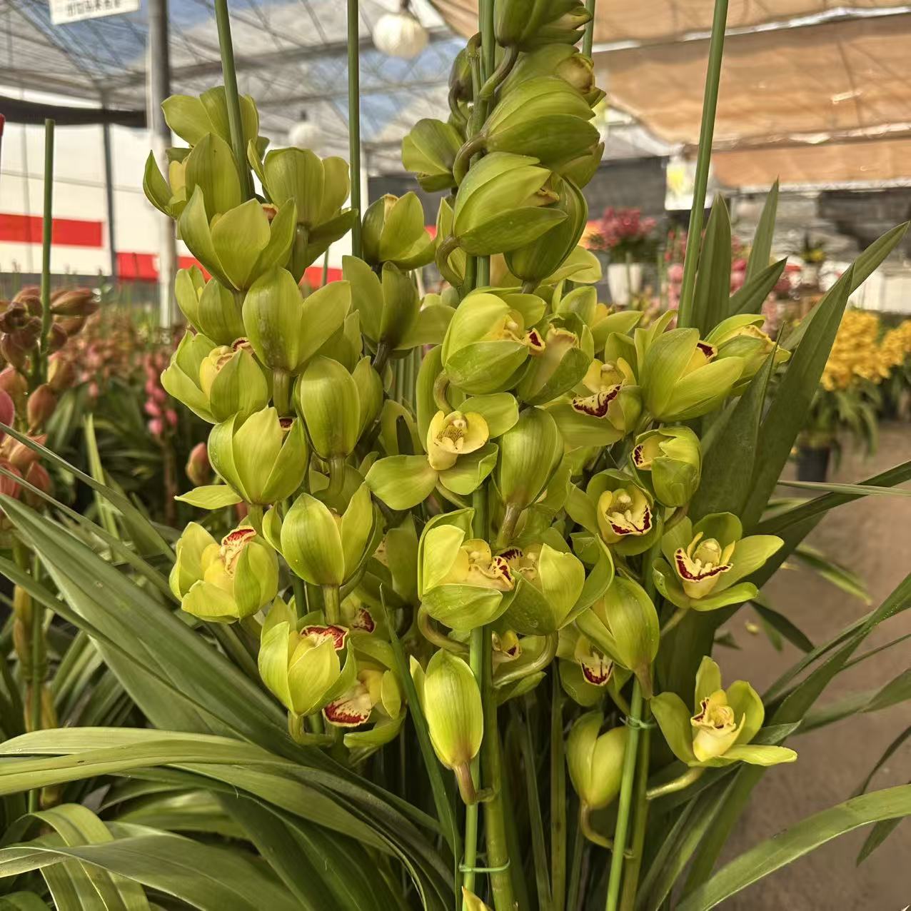 一盆花卉【玉观音】带花剑大花蕙兰高端名贵兰花盆栽南北方好养