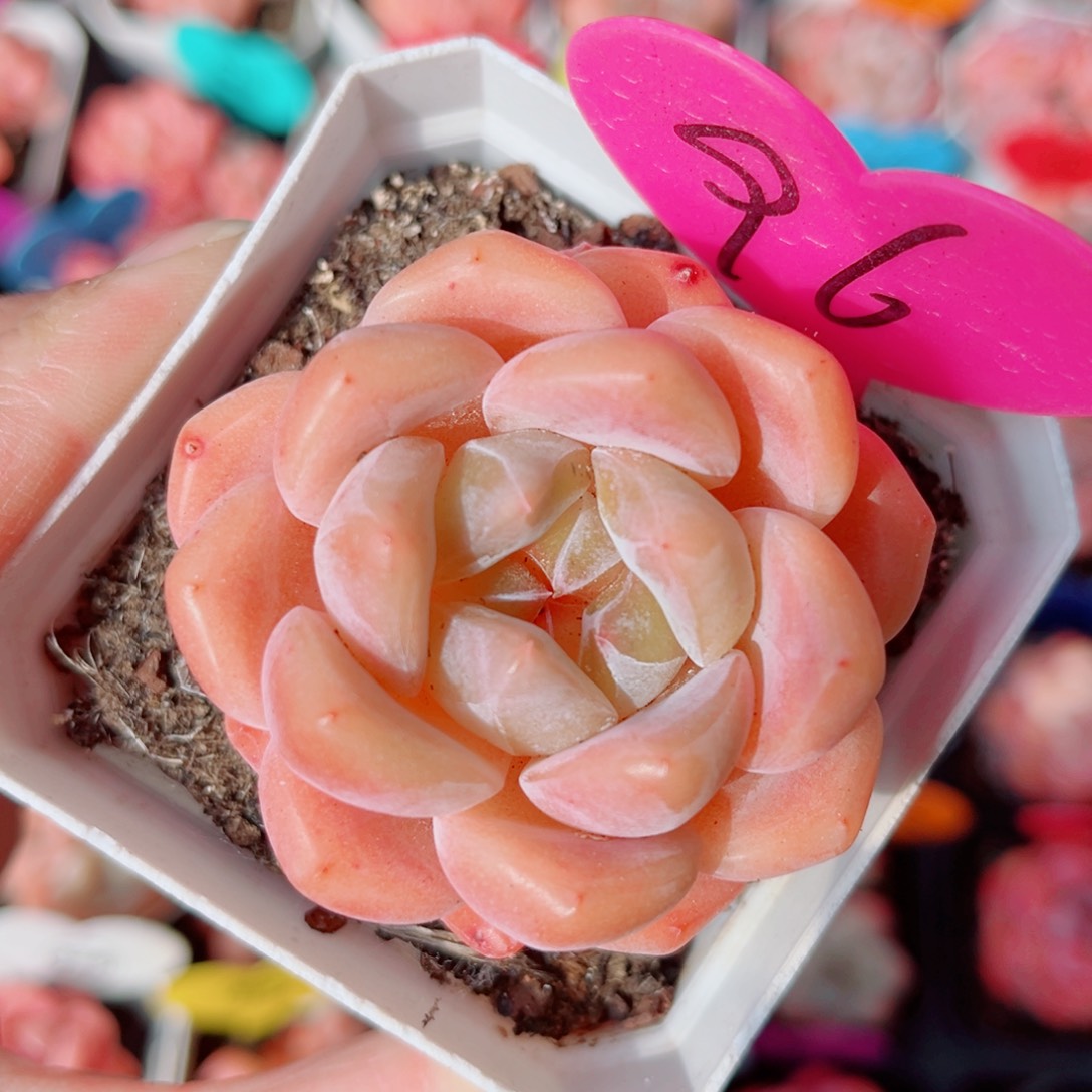 96号小老桩糖心单头