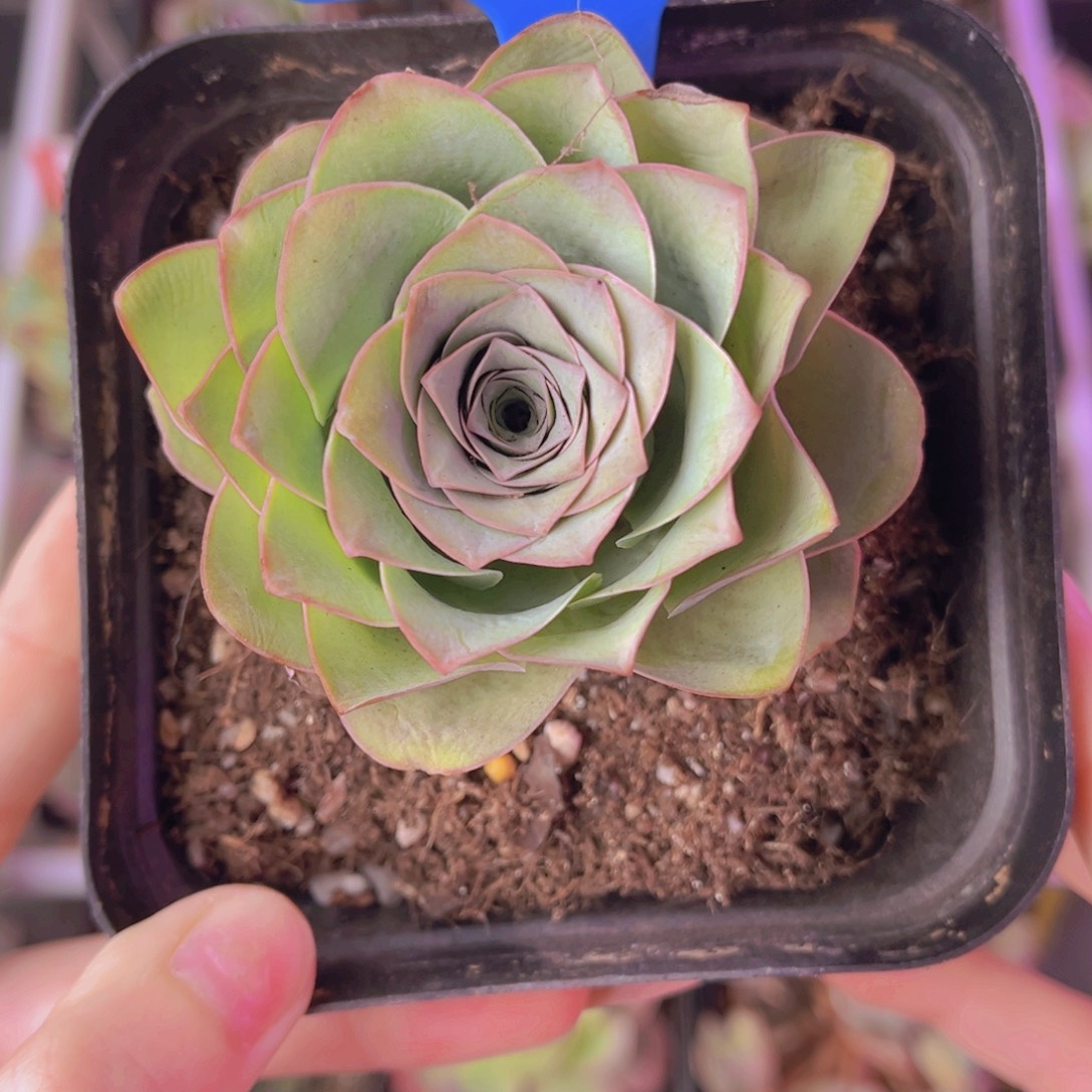 单品一物一拍187号