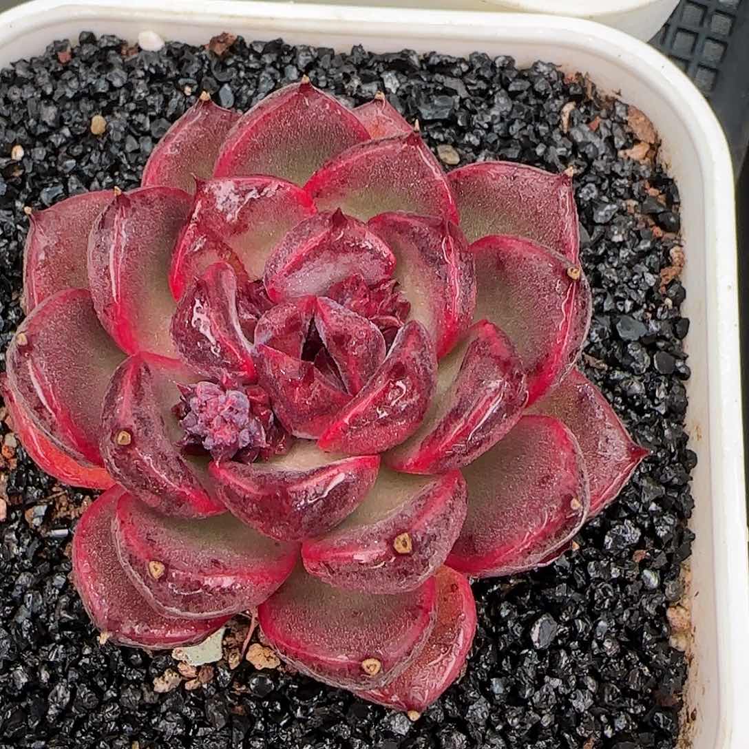 从前慢花园精选紫薇