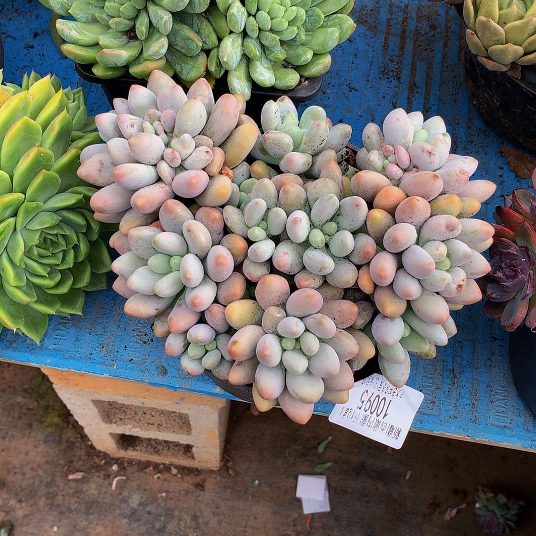 柒***）       粉黛多肉10095