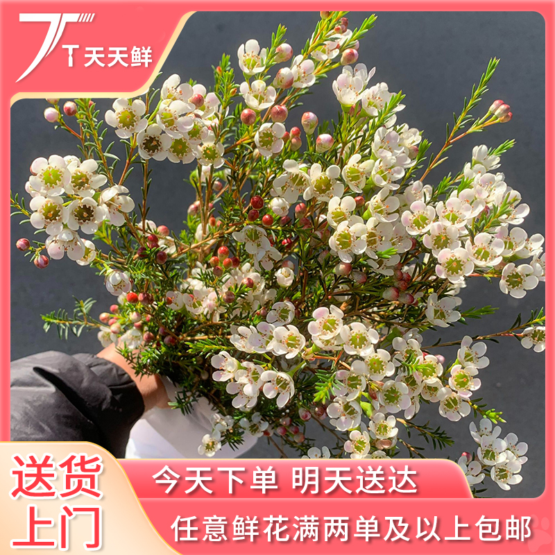 顺丰次日达【白色腊梅花】鲜花任意两单顺丰送货上门