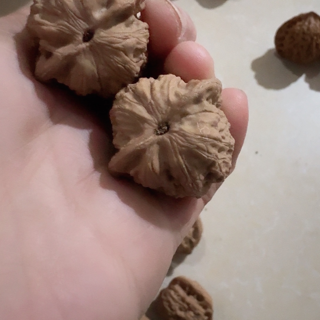 全品金公子狮子头33