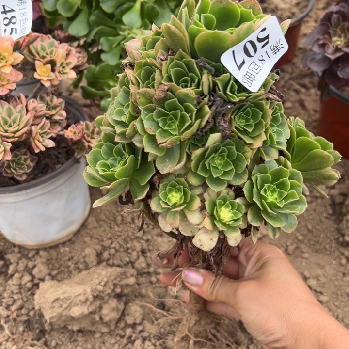 507辛尼亚手捧4号棚