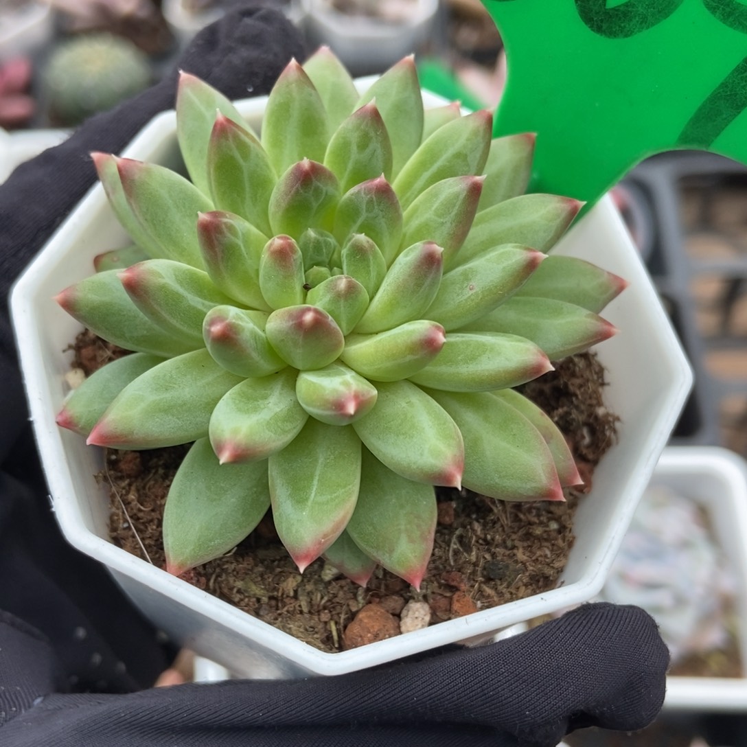 609甲骨文多肉植物多肉