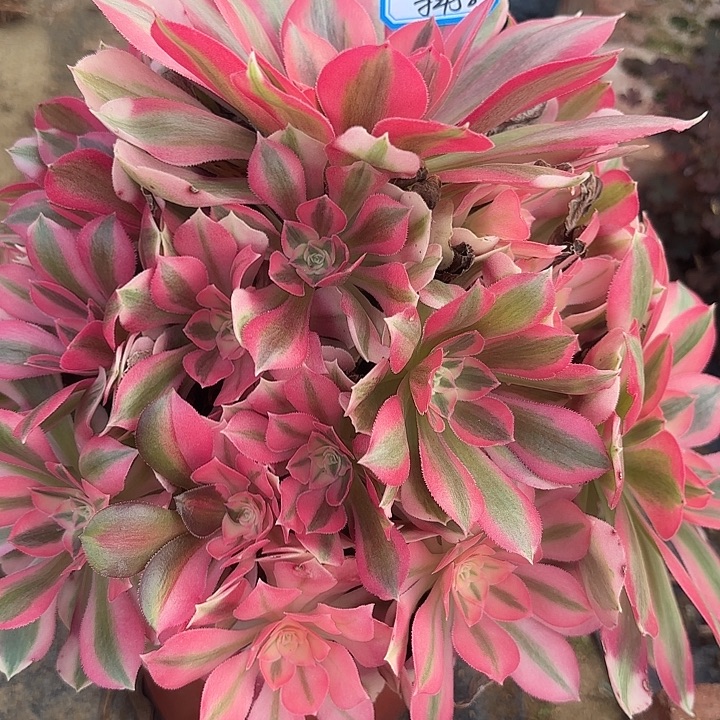 粉仙多肉法师不包损58