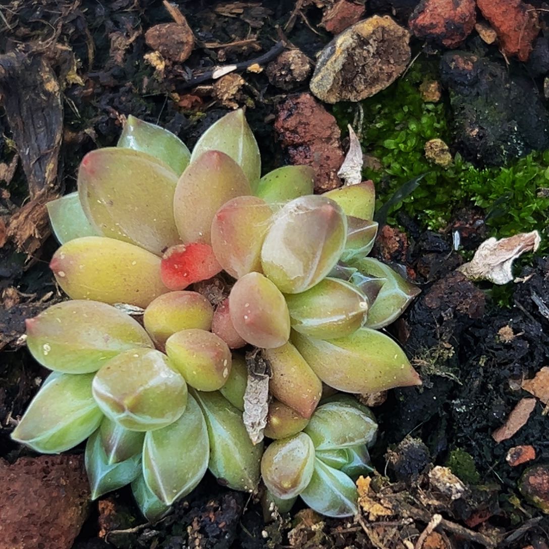 桔云多肉美人精品系列