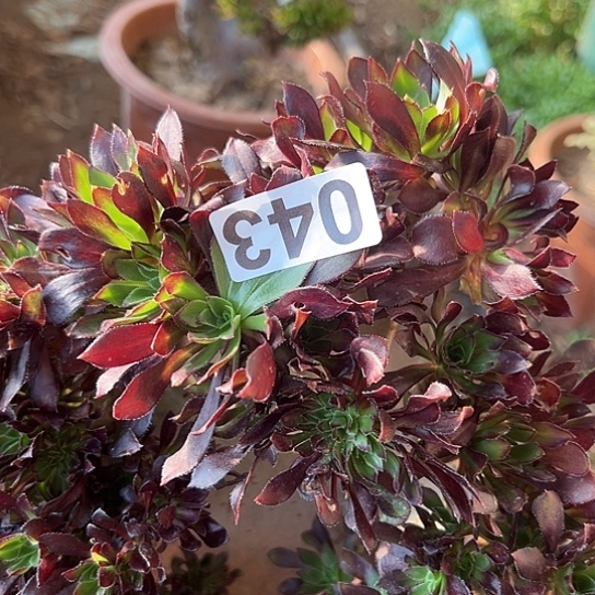 *****多肉植物一个黑法043