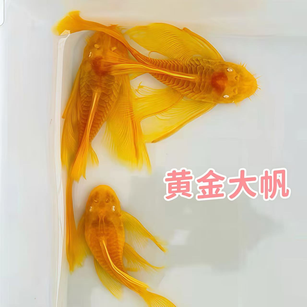 黄金大帆鱼红眼黄金大胡子鱼异形观赏鱼除藻工具鱼清缸神器