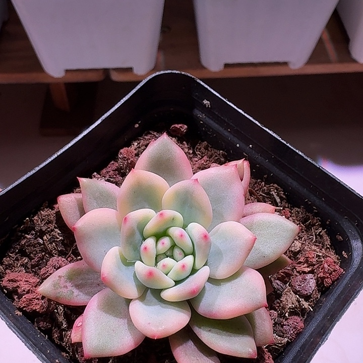 凌雪锦锦锦副轮锦