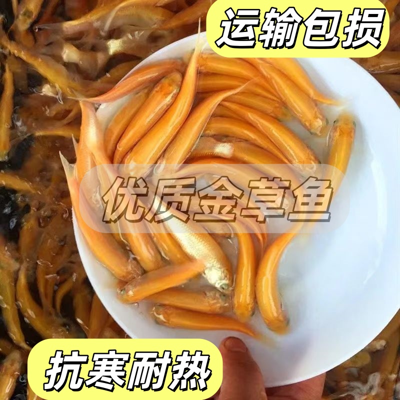 金丝草鱼俄罗斯金草鱼水族活体观赏鱼包邮
