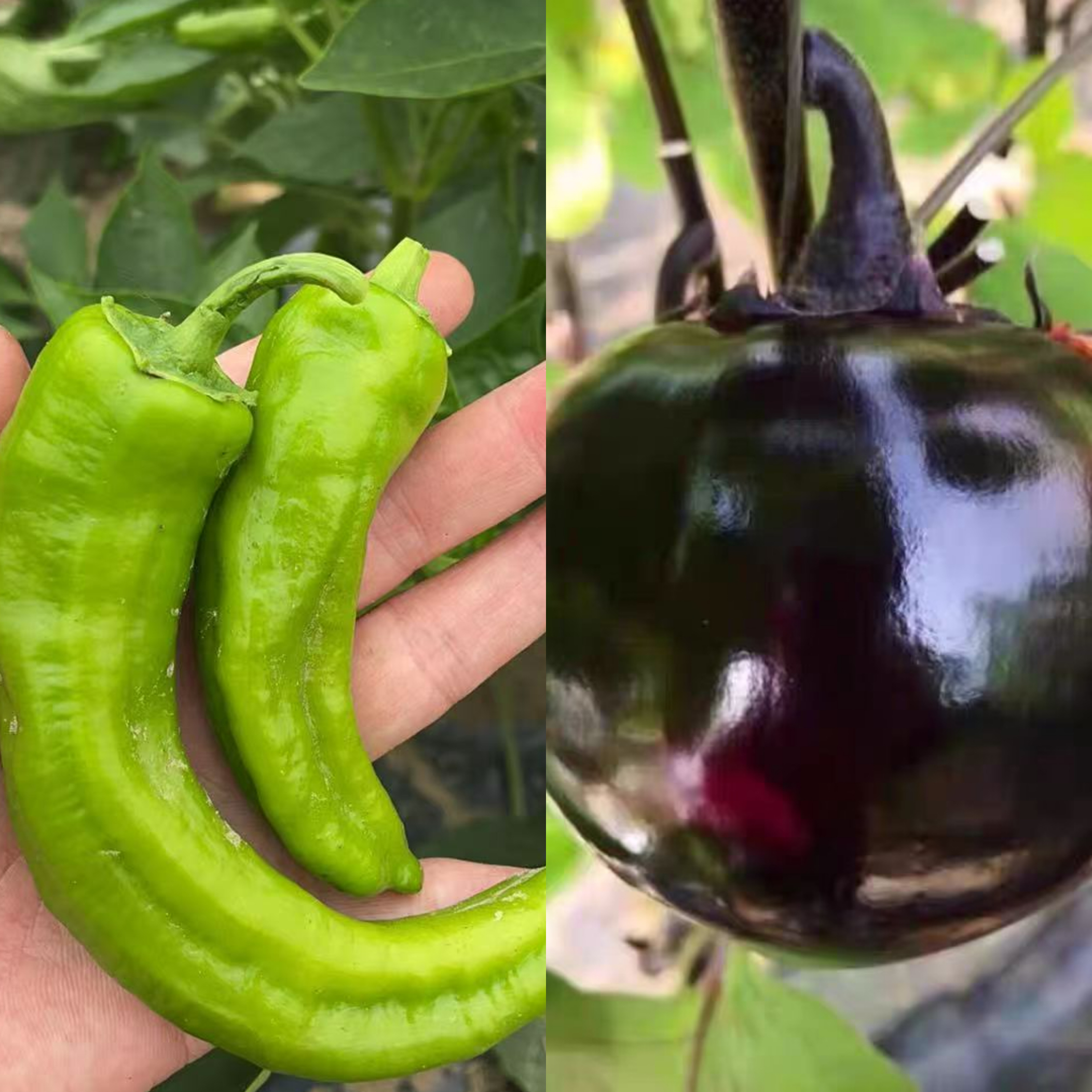 【1-1.5斤茄子+1斤辣椒】新鲜采摘圆茄辣椒5斤【京东包邮到家】茄子辣椒