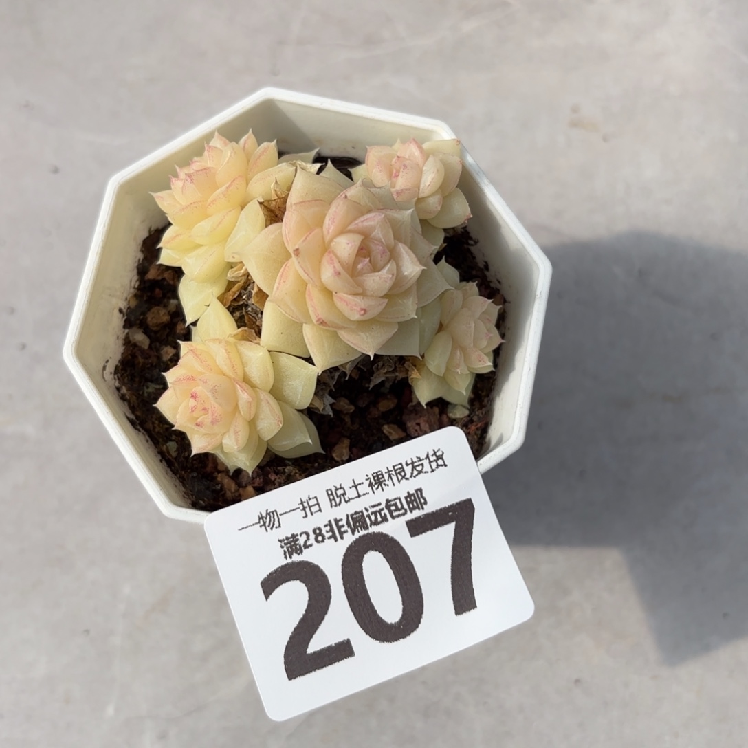 白天鹅麦秆无盆土发货