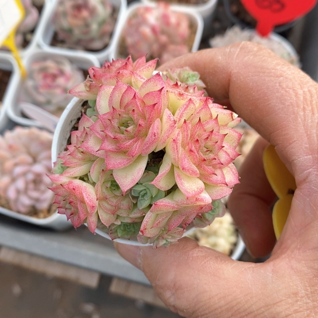 精品多肉一物一拍不包整4